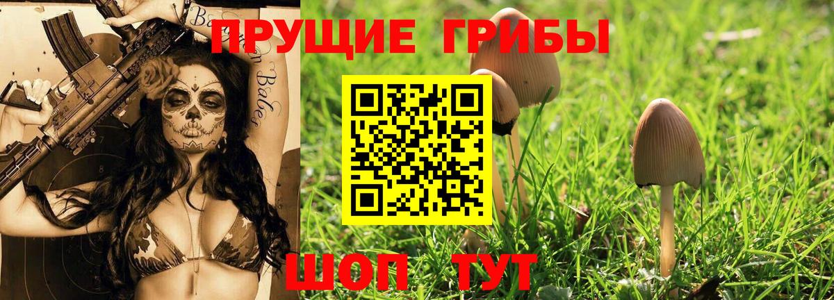 Галлюциногенные грибы Psilocybe Саров